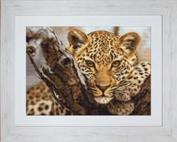 Leopard SG525