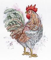 Rooster SNV-596 siuvinėjimo rinkinys iš MP Studija