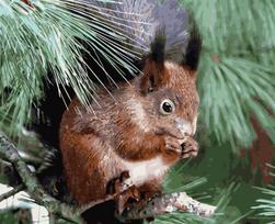 Tapybos Pagal Skaičius Rinkinys - Squirrel on a Branch 40x50 cm H003