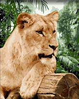 Tapybos pagal skaičius rinkinys: Lioness 40x50 cm H151