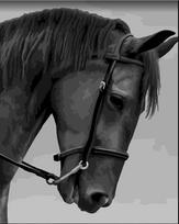 Tapybos pagal skaičius rinkinys: Black horse 40x50 cm F014
