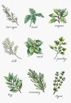 Spices and Herbs SB2345 - siuvinėjimo kryželiu rinkinys