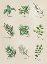 Spices and Herbs SB2346 - siuvinėjimo kryželiu rinkinys