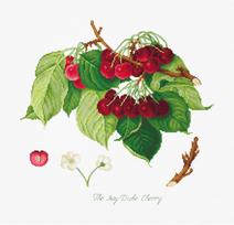 The May Duke Cherry SBA22460 - siuvinėjimo kryželiu rinkinys