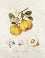 The Pear Shaped Quince SBA22430 - siuvinėjimo kryželiu rinkinys
