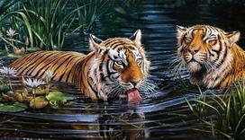 Tigers Deimantinio Paveikslo komplektas CS2569
