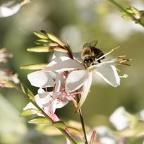 Gaura baltų gėlių sėklos sodui, didelis derlius