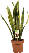 Vazoninis augalas sansevjera, Ø 17, 70 cm, lot. SANSEVIERIA Super mix