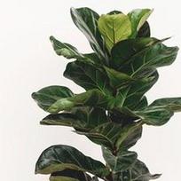 Ficus Lyrata
