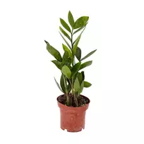 Lapinis augalas, ZAMIOKULKAS (ZAMIOCULKAS)