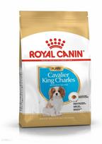 ROYAL CANIN Cavalier King Charles Spaniel Puppy 1,5 kg + STAIGMENA ŠUNIUI