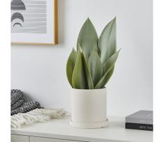 Eglo 428387 - Dirbtinis augalas vazone TOBETSU 41,5x28,5 cm