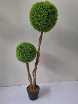 Dviejų buksmedžio rutulių topiarinis medis 120cm