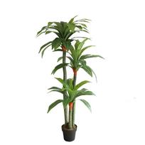Dracena 170cm