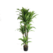 Dracena 180cm