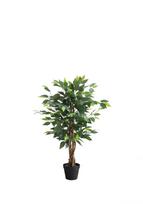 Fikusas 90cm