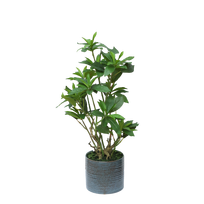 Fikusas 59cm