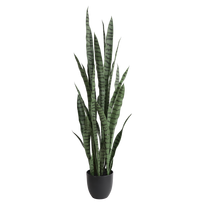 Sansevieria 120cm