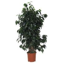 Vazoninis augalas bonsas, vazone, Ø 25, 35 cm, lot. Bonsai mix