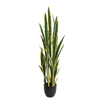Sansevieria 120cm