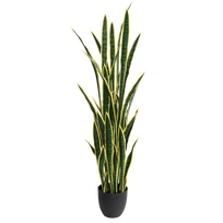 Sansevieria 150cm