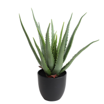 Alavijas 47cm