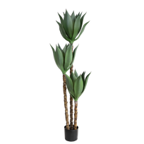 Agava 150cm