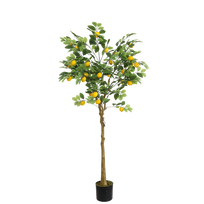 Citrinmedis 170cm