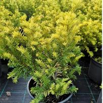 Kukmedis europinis "Summer Gold''