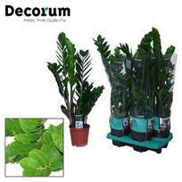 Vazoninis augalas zamiokulkas, Ø 14, 50 cm, lot. ZAMIOCULCAS