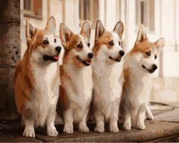 Tapybos rinkinys "Charming Corgi"