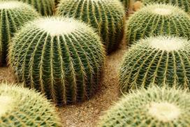 Vazoninis augalas kaktusas, Ø 25, 18 cm, lot. CACTUS ARR