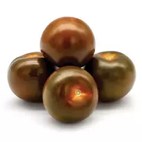 Juodieji pomidorai