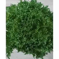 LAPINĖS SALOTOS DANSTAR 20 sėklų