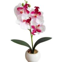 Aukštos kokybės drugelio orchidėjos bonsai Drugelio formos Patvarus Natūraliai atrodantis geltona