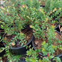 Stambiauogės spanguolės „Pilgrim“ (lot. Vaccinium macrocarpon „Pilgrim“), sodinukai 1.5 L vazone - 1 sodinukas