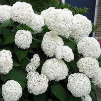 Šviesioji hortenzija Bounty® (lot. Hydrangea arborescens „Bounty“)