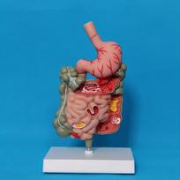 Žmogaus virškinimo sistemos modelis Skrandžio anatomija Storoji žarna Akloji žarna Tiesioji žarna dvylikapirštės žarnos Žmogaus vidaus organų struktūros modelis