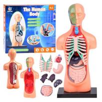Mokomasis rinkinys Anatominis modelis ŽMOGAUS KŪNAS + organai 11 vnt