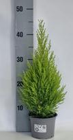Lauko augalas kiparisas, Ø 12, 45 cm, lot. CUPRESSUS GOLDC WILMA