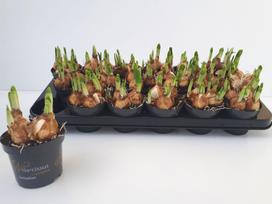 Vazoninis augalas puansetija, Ø 13, 32 cm, lot. EUPHORBIA