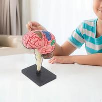 Smegenų modelis, 4D išardytas funkcijų identifikavimo žaislas, stalo figūrėlė, anatominis modelis