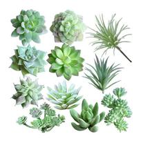 11 vnt. dirbtinių sukulentų, plastikinių žalių augalų, mielų sukulentų be vazonų, sultingų flokuotų augalų namų, patalpų, pasakų sodo dekorui