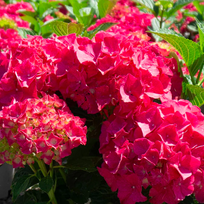 Hortenzija "Glowing Embers"