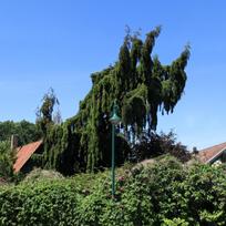 Kėnis, europinis "Pendula"