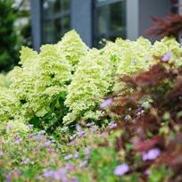 Hortenzija "Magical Lime Sparkle" PRB