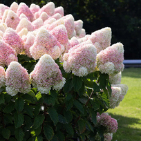 Hortenzija LIVING SUMMER LOVE PRB