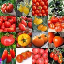 Pomidorų sėklos / 16 populiarių veislių / Ekologiški / Ne GMO Tigerella Black Cherry Oxheart Zlatava