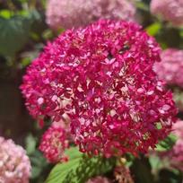 Hortenzija "CB/Candybelle Sorbet"®