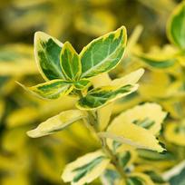 Ožekšnis Fortūno ''Emerald 'n Gold''